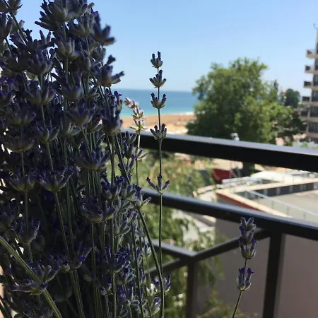 Sunny Lavanda 1st Line *